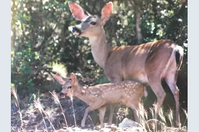 314 Lariat Drive, Pope Valley, CA 94567 - Photo 49