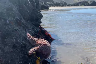 40 Arenal Ave, Stinson Beach, CA 94970 - Photo 95