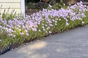 113 Heidi Ln, Cloverdale, CA 95425 - Photo 69