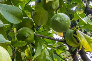 918 Moonstone Ct, Vacaville, CA 95687 - Photo 53