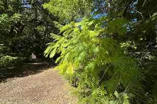 51901 Stivers Rd, Laytonville, CA 95454 - Photo 13