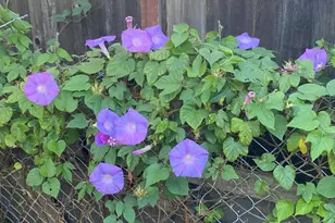 706 Anderson Way, Rio Vista, CA 94571 - Photo 13