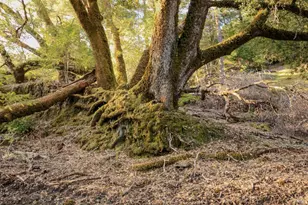 19801 Kelly Rd, Geyserville, CA 95441 - Photo 61