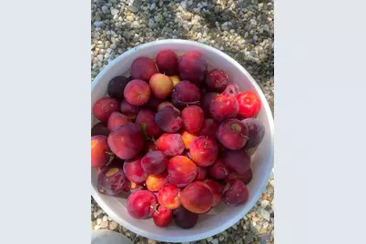 19801 Kelly Road, Geyserville, CA 95441 - Photo 83