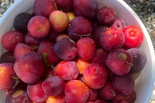 19801 Kelly Rd, Geyserville, CA 95441 - Photo 83