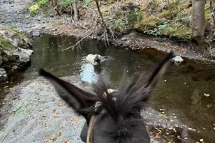 19801 Kelly Rd, Geyserville, CA 95441 - Photo 79