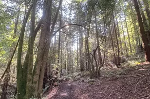 2081 Joy Rd, Occidental, CA 95465 - Photo 47