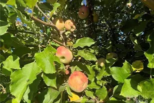 11255 Rancheria Rd, Upper Lake, CA 95485 - Photo 37