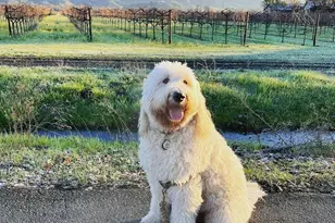 5 Forrester Ln, Yountville, CA 94599 - Photo 53