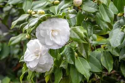 6 Madrona Street, San Rafael, CA 94901 - Photo 3