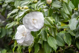 6 Madrona St, San Rafael, CA 94901 - Photo 3