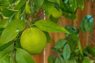 805 Montrose Ct, Santa Rosa, CA 95409 - Photo 39