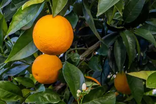 1763 E St, Napa, CA 94559 - Photo 27