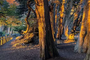 167 Dune Drift Close, The Sea Ranch, CA 95497 - Photo 51