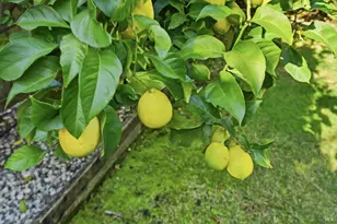 28 S Newport Dr, Napa, CA 94559 - Photo 21