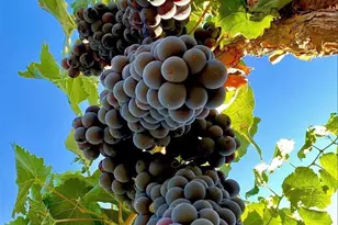 71 Valley Club Cir, Napa, CA 94558 - Photo 49