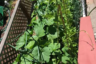 6781 Evergreen Ave, Sebastopol, CA 95472 - Photo 33