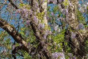 [Address not provided], Forestville, CA 95436 - Photo 13