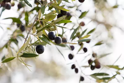 17350 Deer Meadows Road, Boonville, CA 95415 - Photo 65