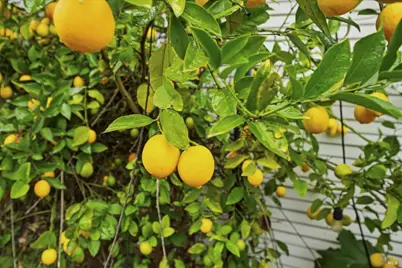 112 Carrillo Street, Santa Rosa, CA 95401 - Photo 19