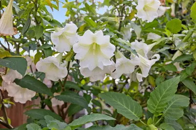 58 Circulo Puerto Court, Rohnert Park, CA 94928 - Photo 25