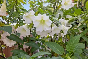 58 Circulo Puerto Ct, Rohnert Park, CA 94928 - Photo 25