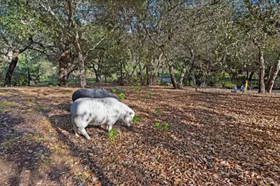 2557 Trinity Road, Glen Ellen, CA 95442 - Photo 35