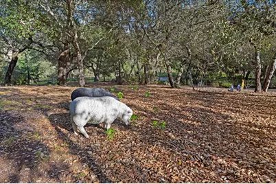 2557 Trinity Road, Glen Ellen, CA 95442 - Photo 47