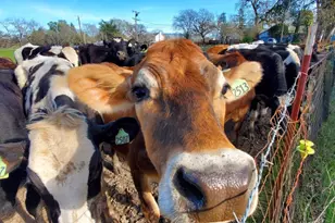 1979 Ludwig Ave, Santa Rosa, CA 95407 - Photo 49