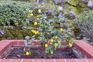 561 Olive Ave, Novato, CA 94945 - Photo 37