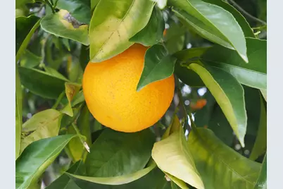 21679 Geyserville Avenue, Geyserville, CA 95441 - Photo 53