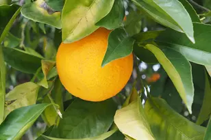 21679 Geyserville Ave, Geyserville, CA 95441 - Photo 53