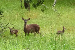 14 Oak Grove Way, Napa, CA 94559 - Photo 53