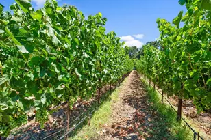 3140 Big Ranch Rd, Napa, CA 94558 - Photo 47