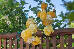 39 Cooper Ln, Sausalito, CA 94965 - Photo 7