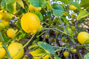 930 Monique Way, Dixon, CA 95620 - Photo 77