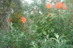 19155 Scenic Dr, Redwood Valley, CA 95470 - Photo 73