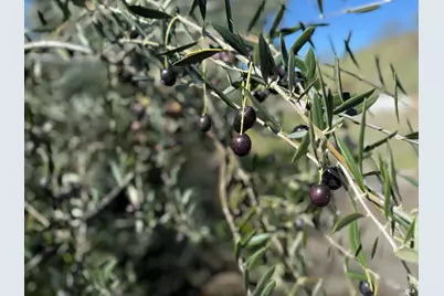 3213 Franz Valley Road, Santa Rosa, CA 95404 - Photo 11