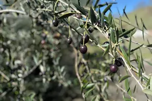 3213 Franz Valley Rd, Santa Rosa, CA 95404 - Photo 11