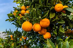 401 Shoveller Dr, Suisun City, CA 94585 - Photo 47