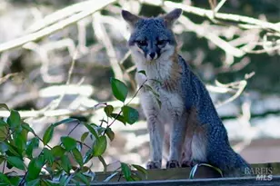 9636 Lakewood Dr, Windsor, CA 95492 - Photo 47