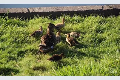 9636 Lakewood Drive, Windsor, CA 95492 - Photo 49