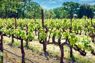 21000 8th Street, Sonoma, CA 95476 - Photo 83