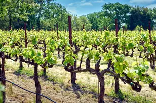 21000 8th St, Sonoma, CA 95476 - Photo 83