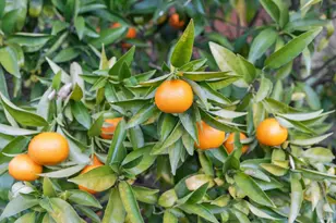 19440 Riverside Dr, Sonoma, CA 95476 - Photo 39