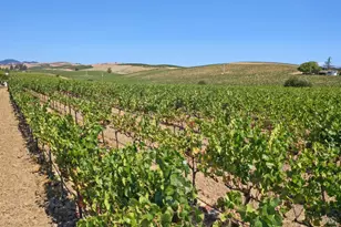 5267 Old Sonoma Rd, Napa, CA 94559 - Photo 3