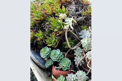 161 Bear Flag Road, Sonoma, CA 95476 - Photo 23