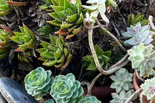 161 Bear Flag Rd, Sonoma, CA 95476 - Photo 25