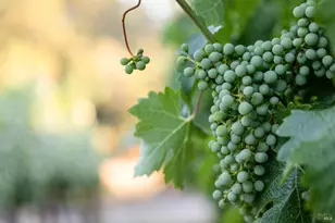 710 Anderson Ln, Angwin, CA 94508 - Photo 7