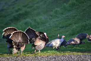 3672 Cantelow Rd, Vacaville, CA 95688 - Photo 65